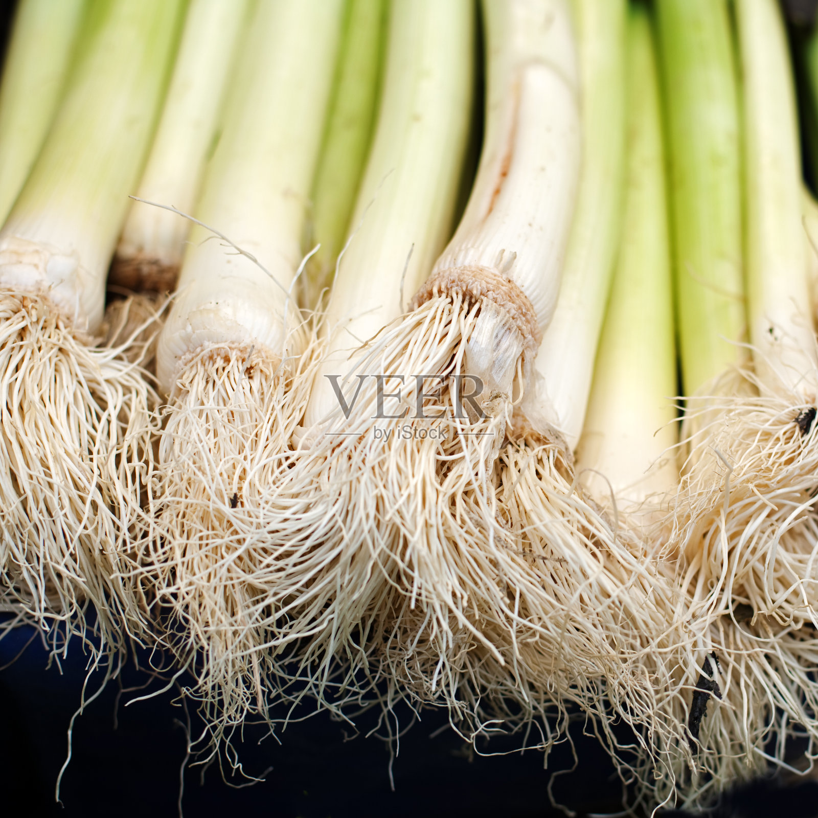 葱宏照片摄影图片