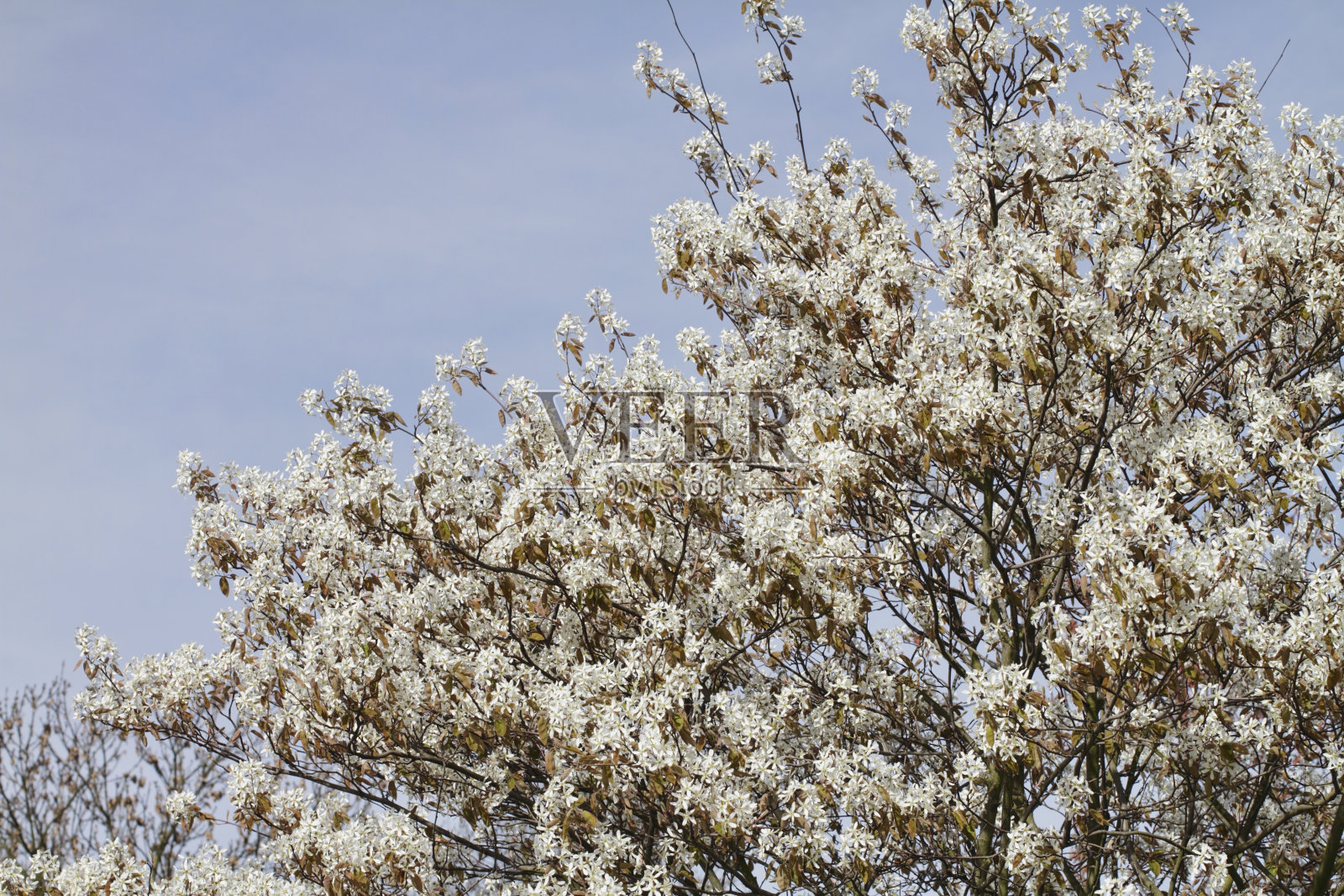 褐色叶和星形白花照片摄影图片