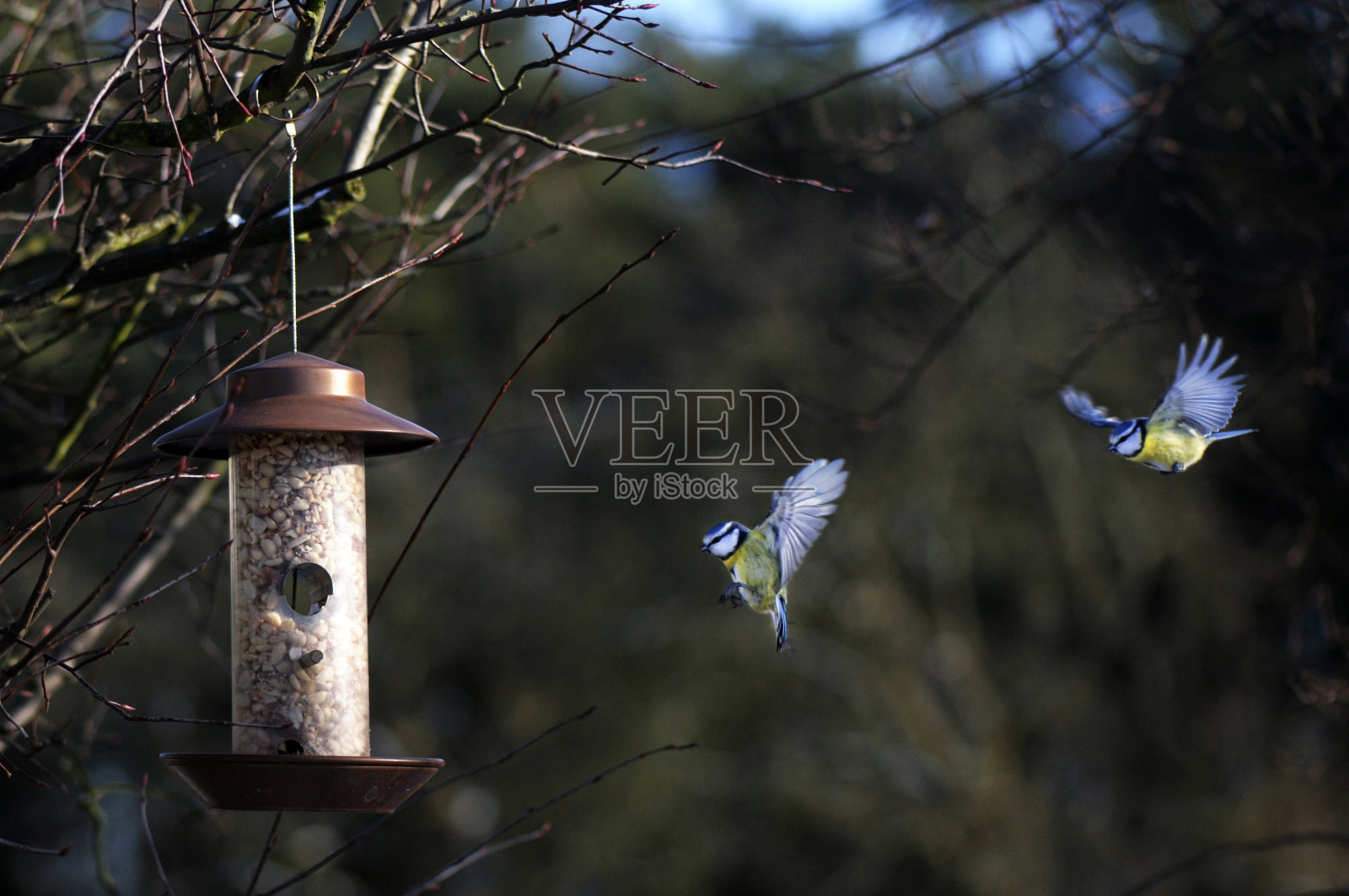 两只蓝鸟正在靠近鸟屋照片摄影图片