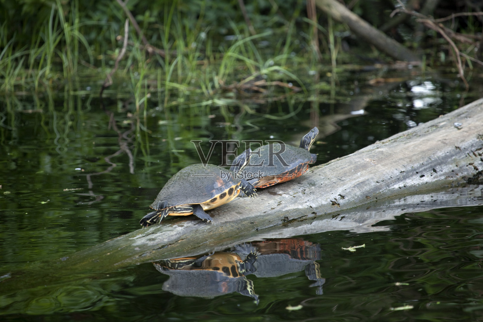 乌龟双反射照片摄影图片