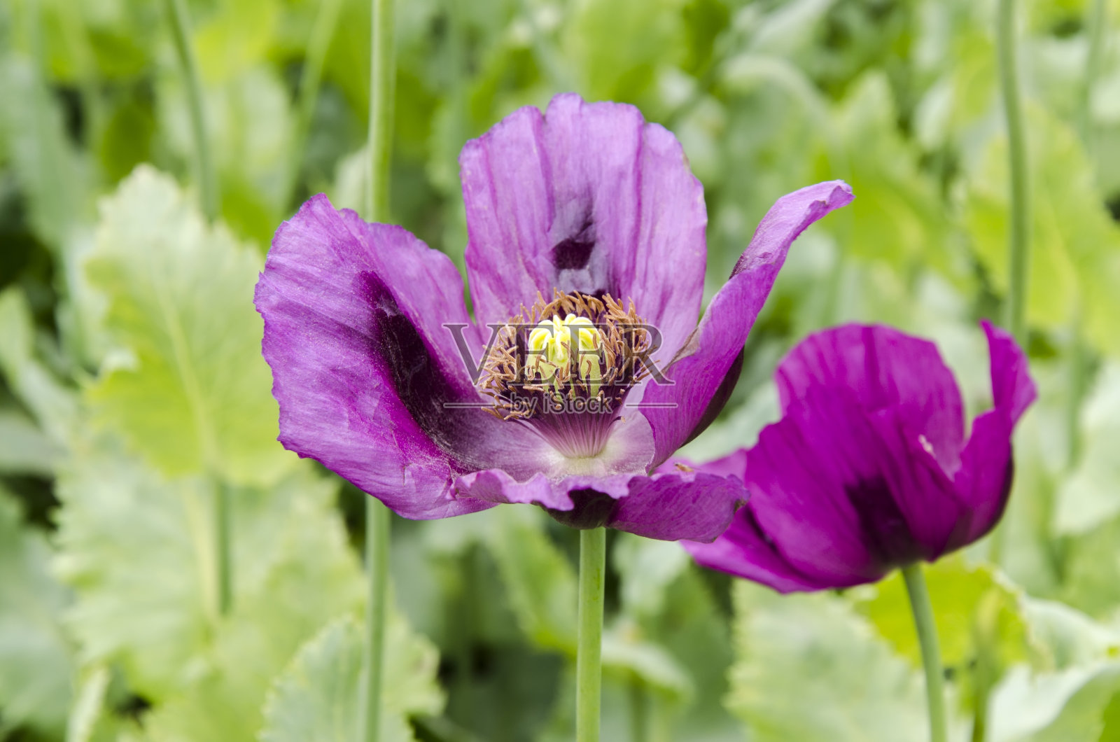 紫色的罂粟照片摄影图片