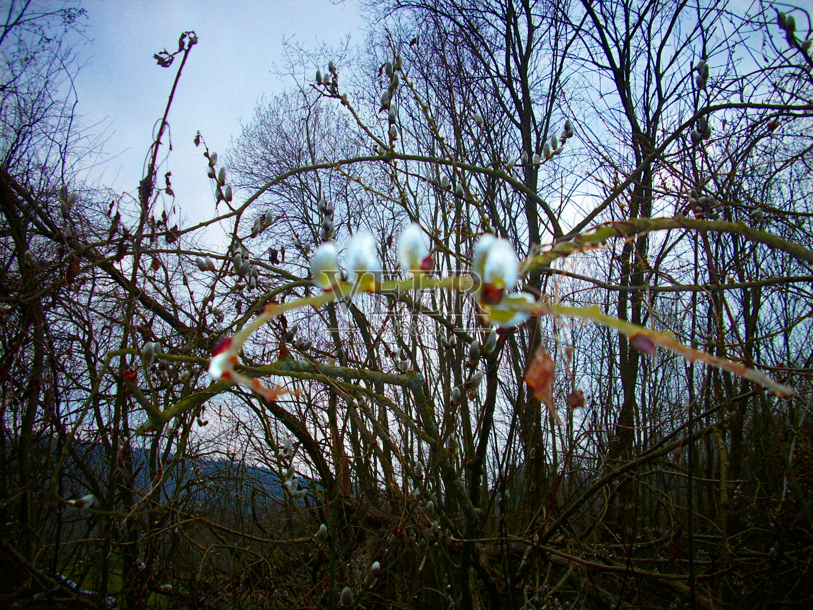味蕾宏观视图照片摄影图片