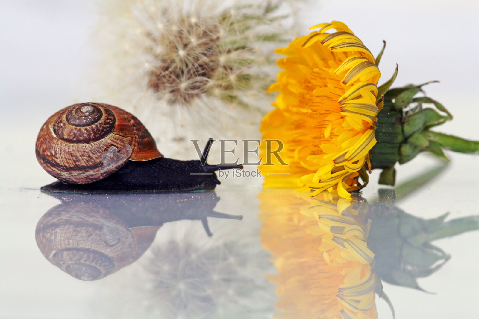 蜗牛照片摄影图片