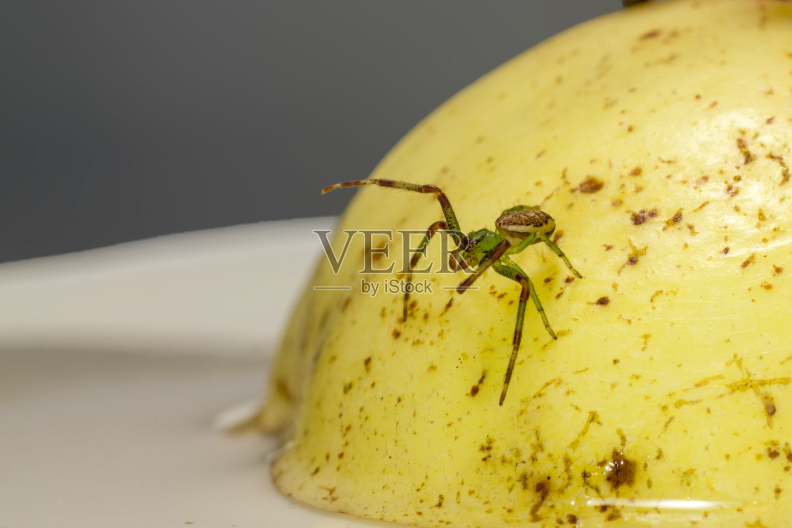 绿蟹蜘蛛(Diaea dorsata)照片摄影图片