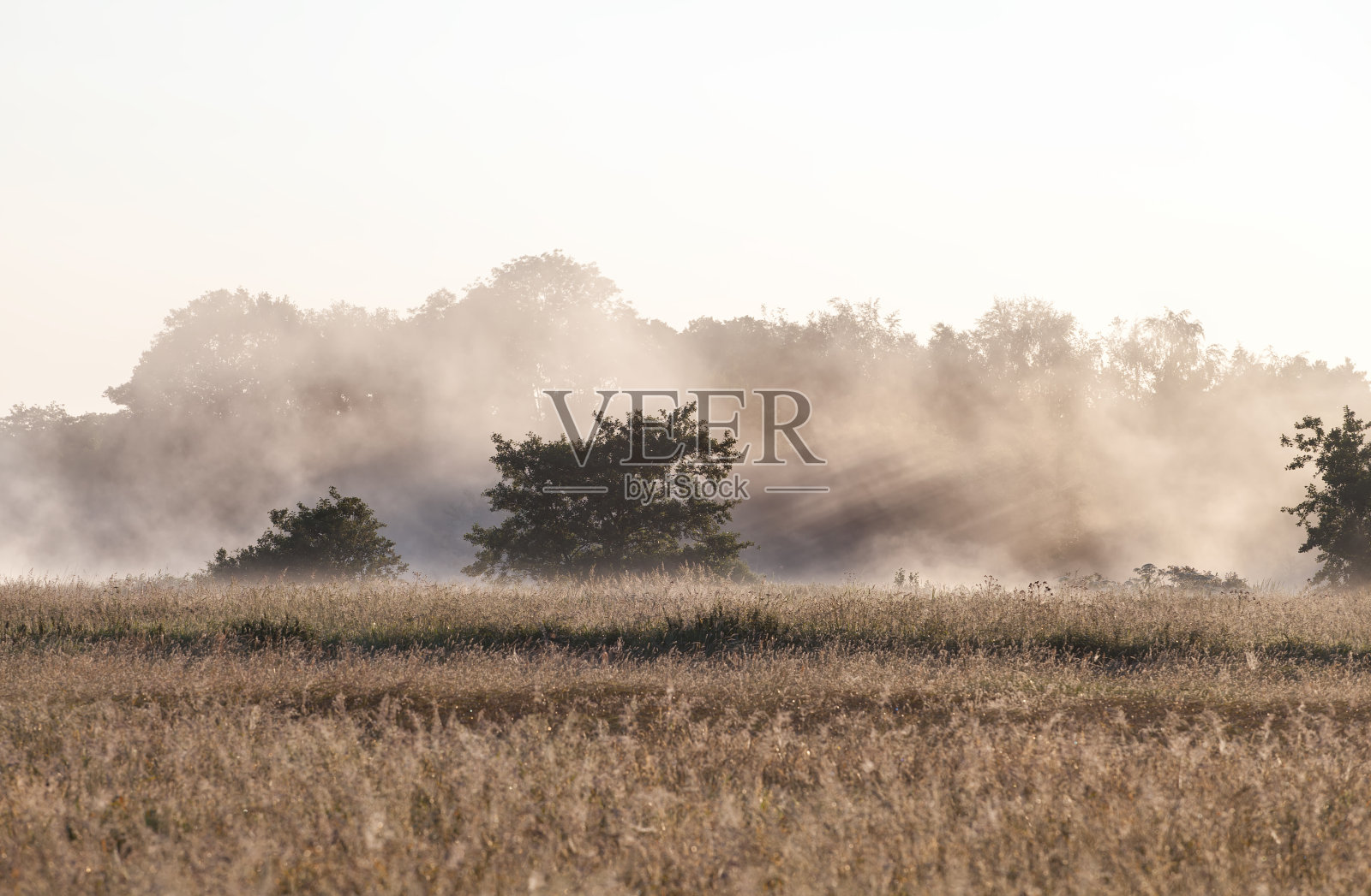 雾中的阳光照片摄影图片