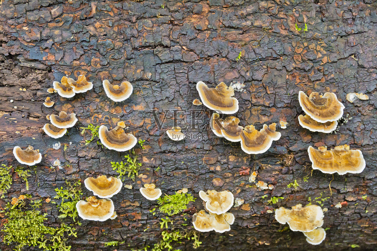 韧革菌属分子照片摄影图片