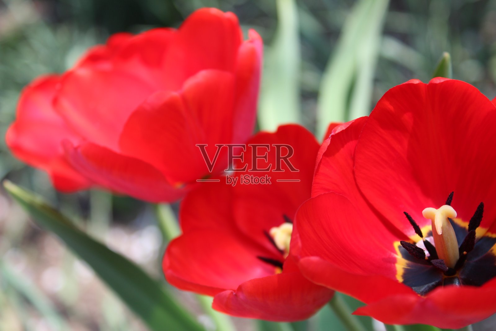 红色郁金香照片摄影图片