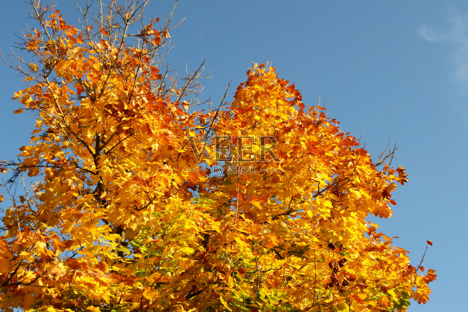 秋天的落叶照片摄影图片