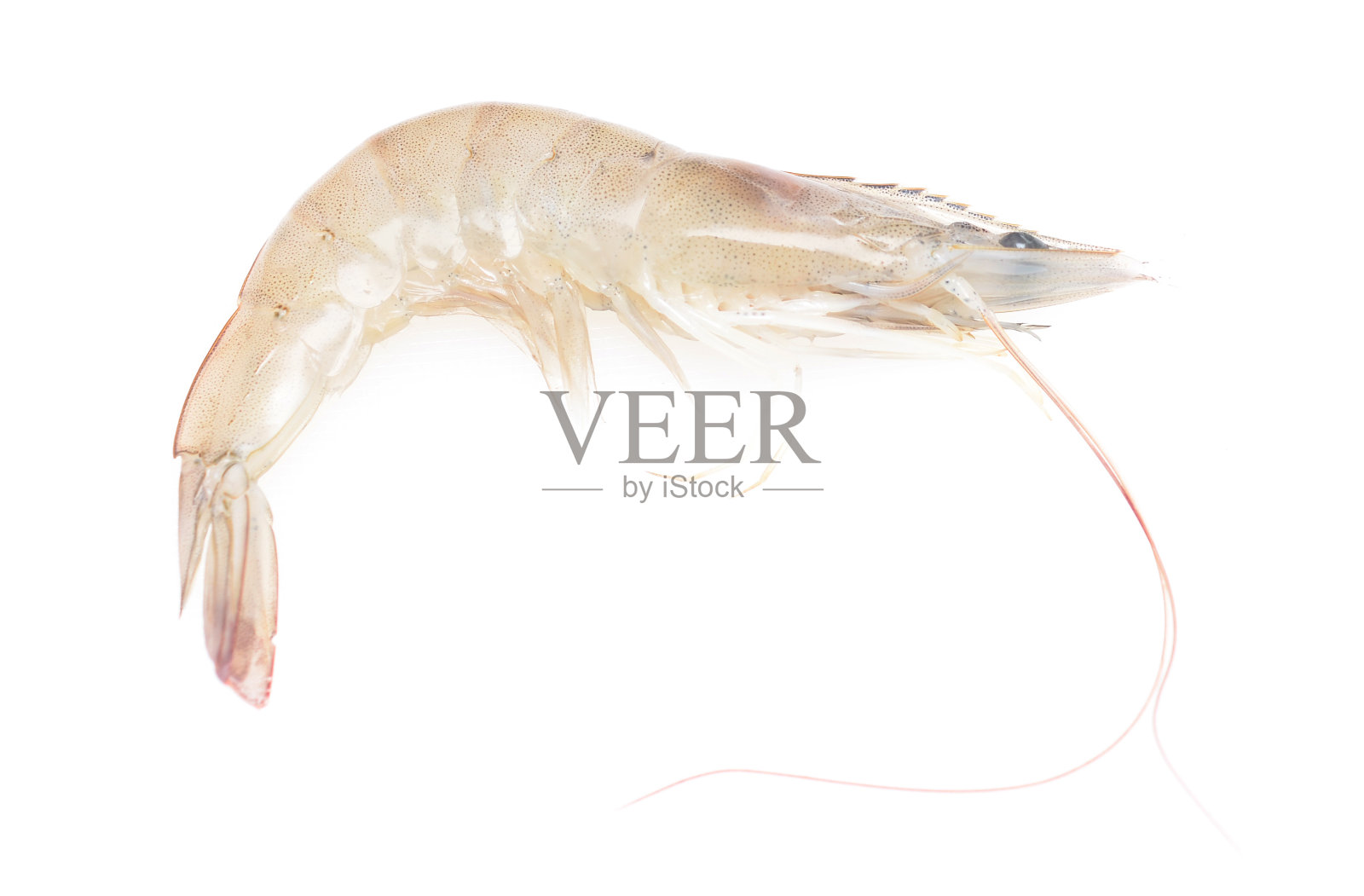 生虾照片摄影图片