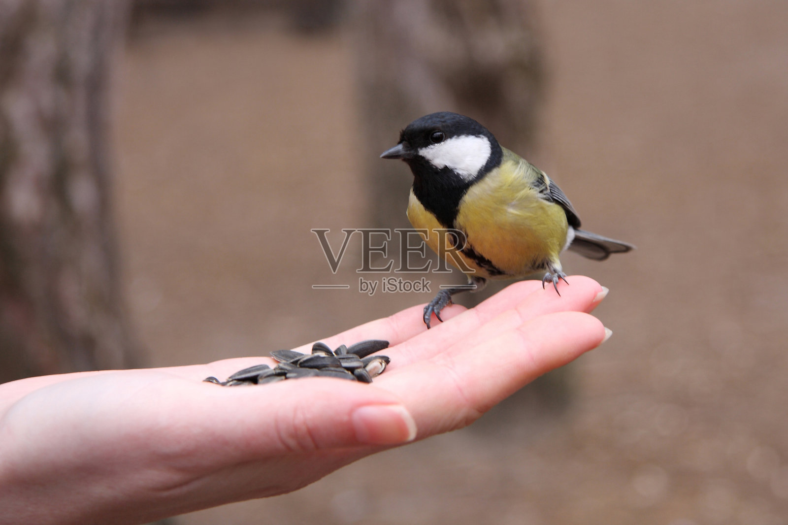喂饲大山雀照片摄影图片