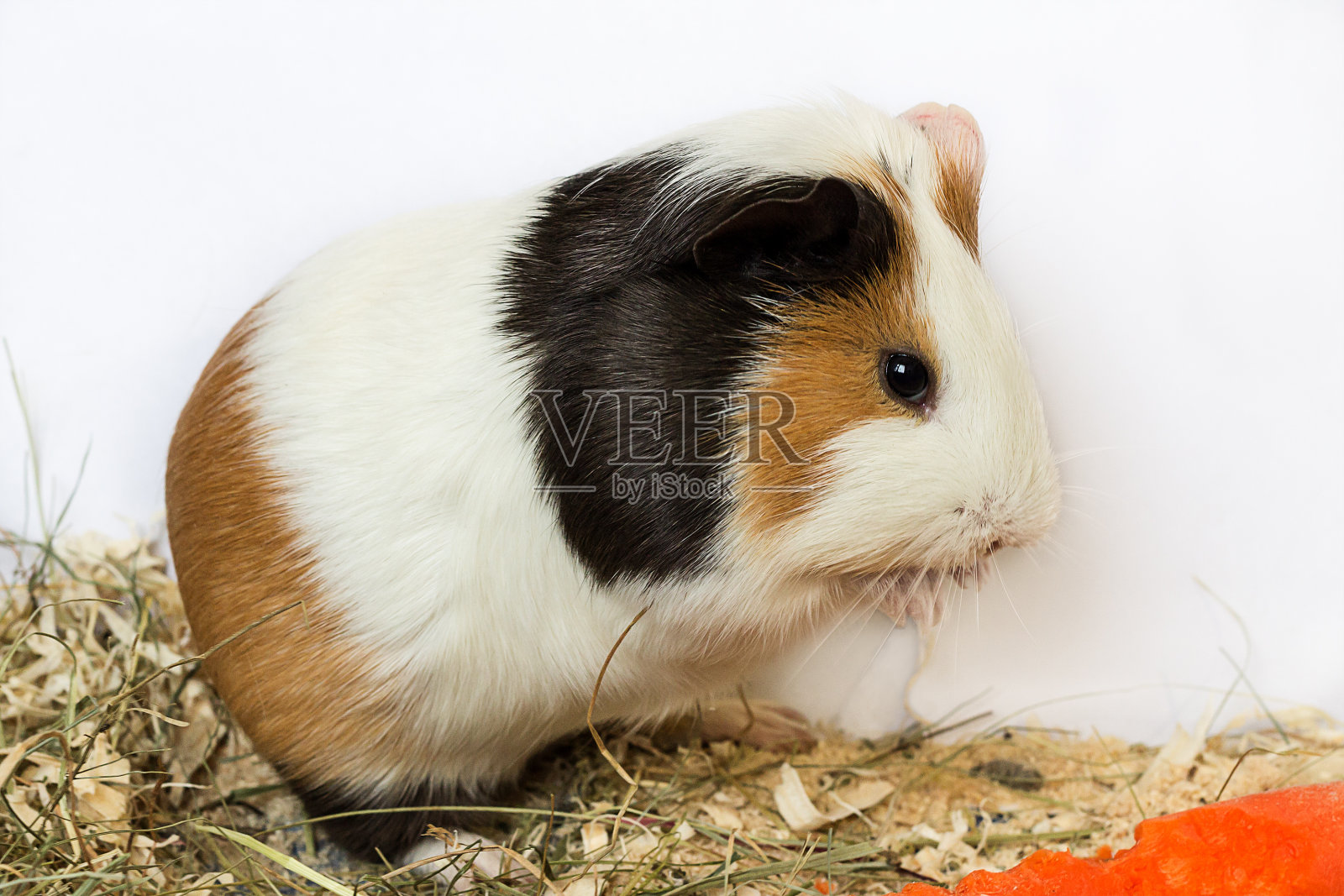 豚鼠洗澡。照片摄影图片