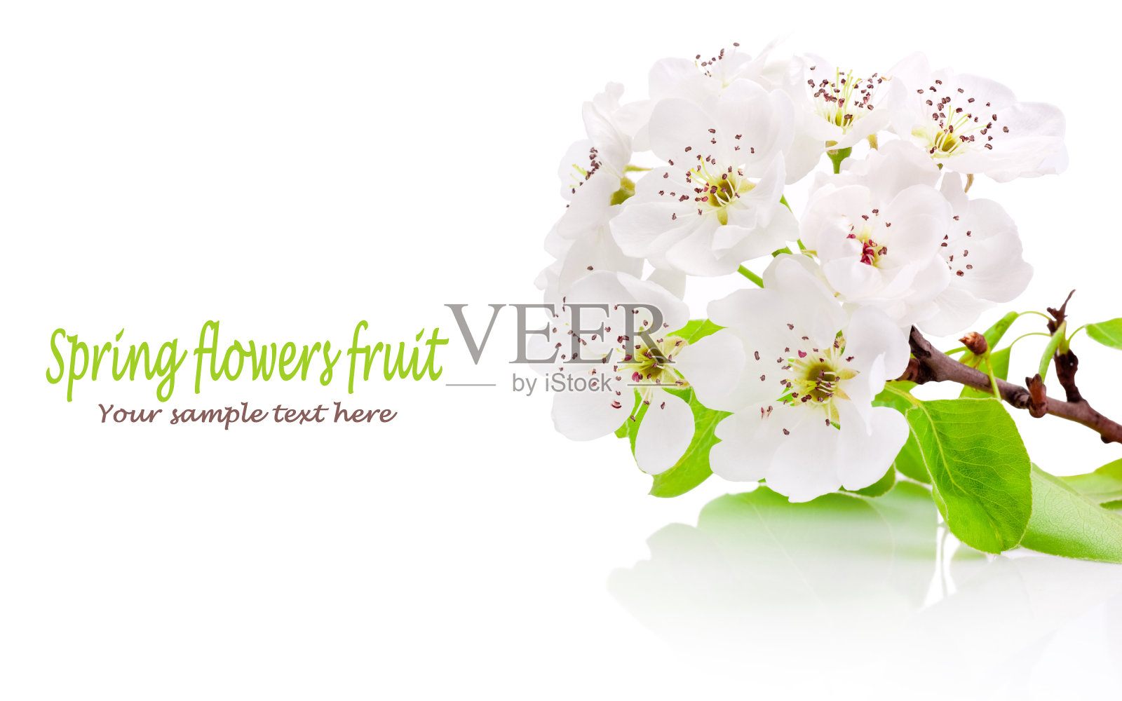 白色背景上孤立的果树的春天的花照片摄影图片