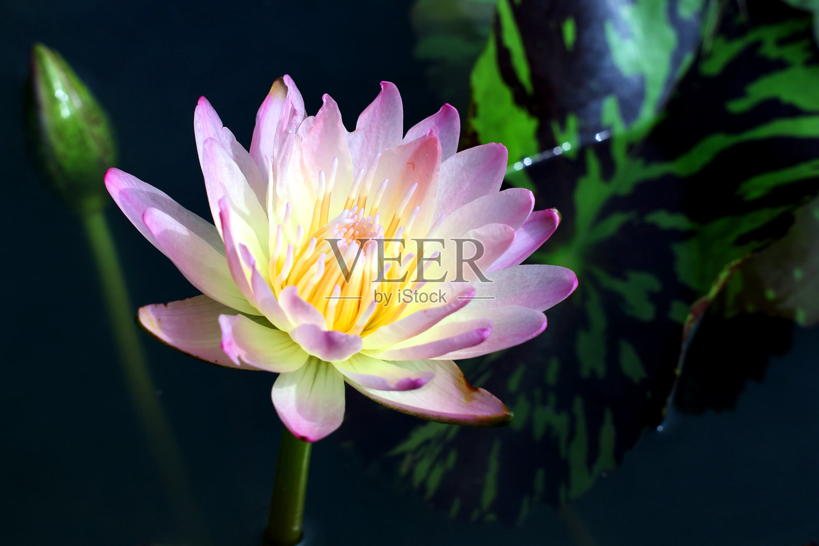 莲花照片摄影图片