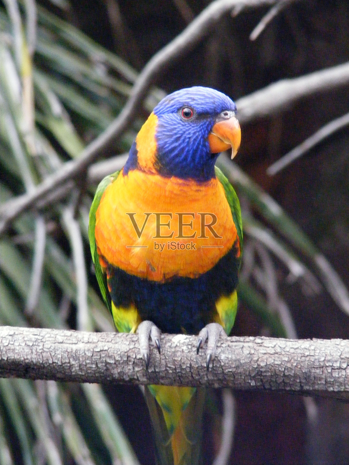 野生鸟类照片摄影图片