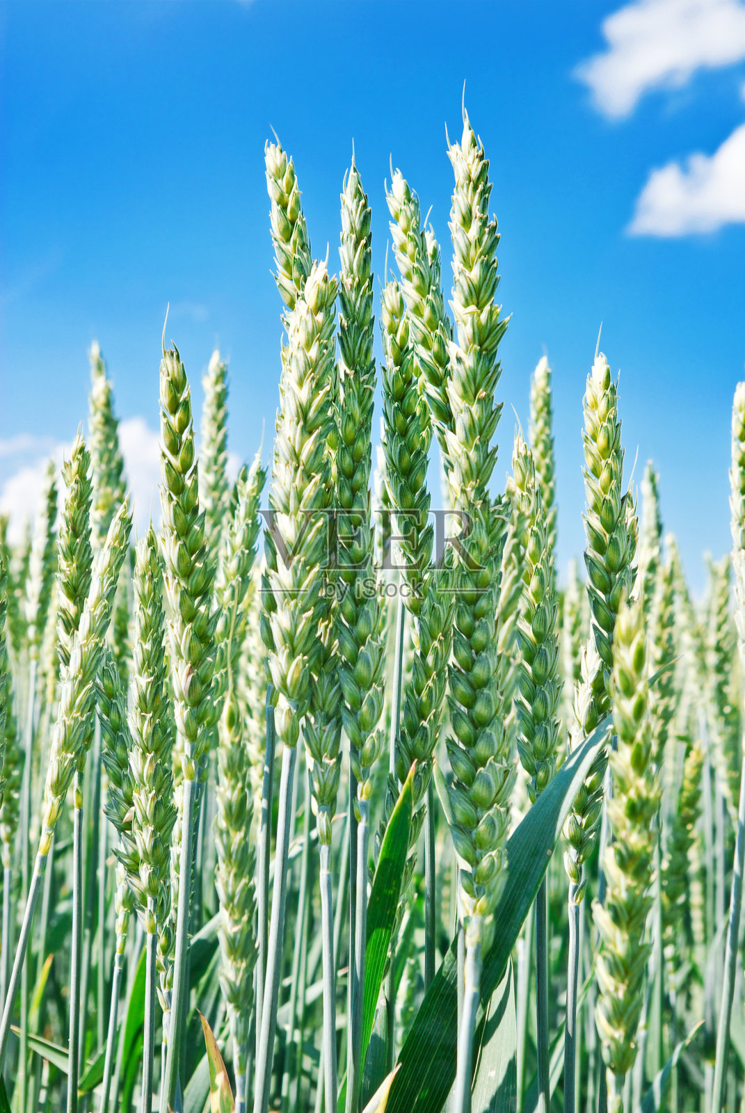 蓝天背景下的绿麦穗。照片摄影图片