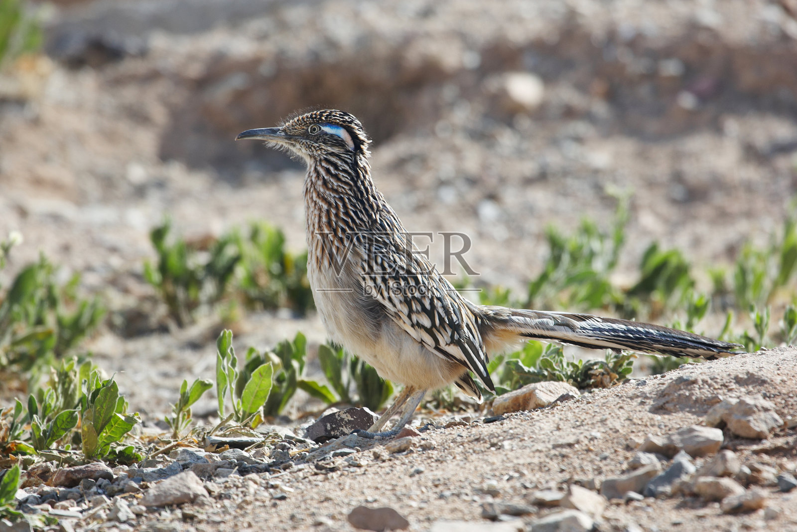 走鹃概要照片摄影图片