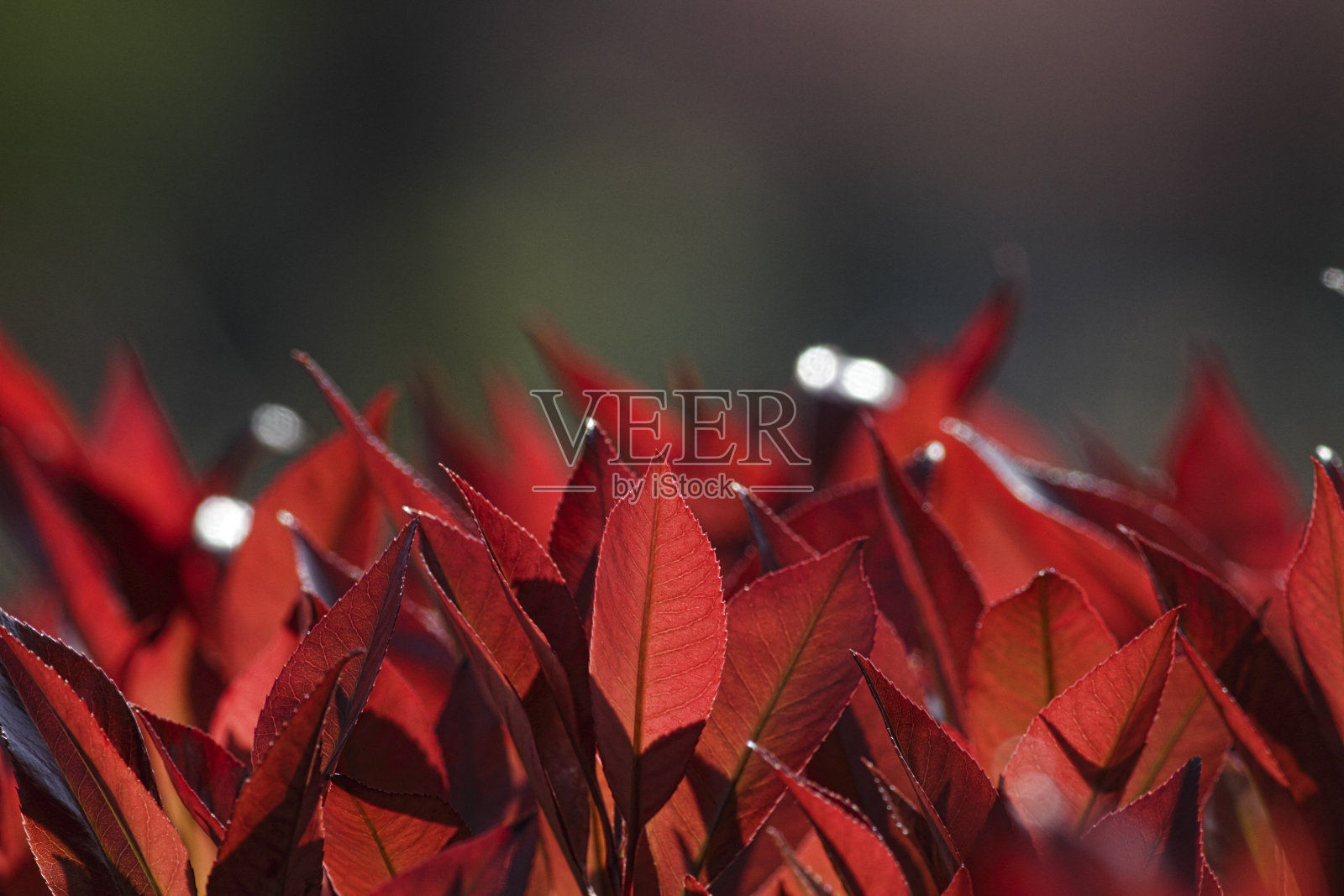 春叶石楠叶片顶端为红色照片摄影图片