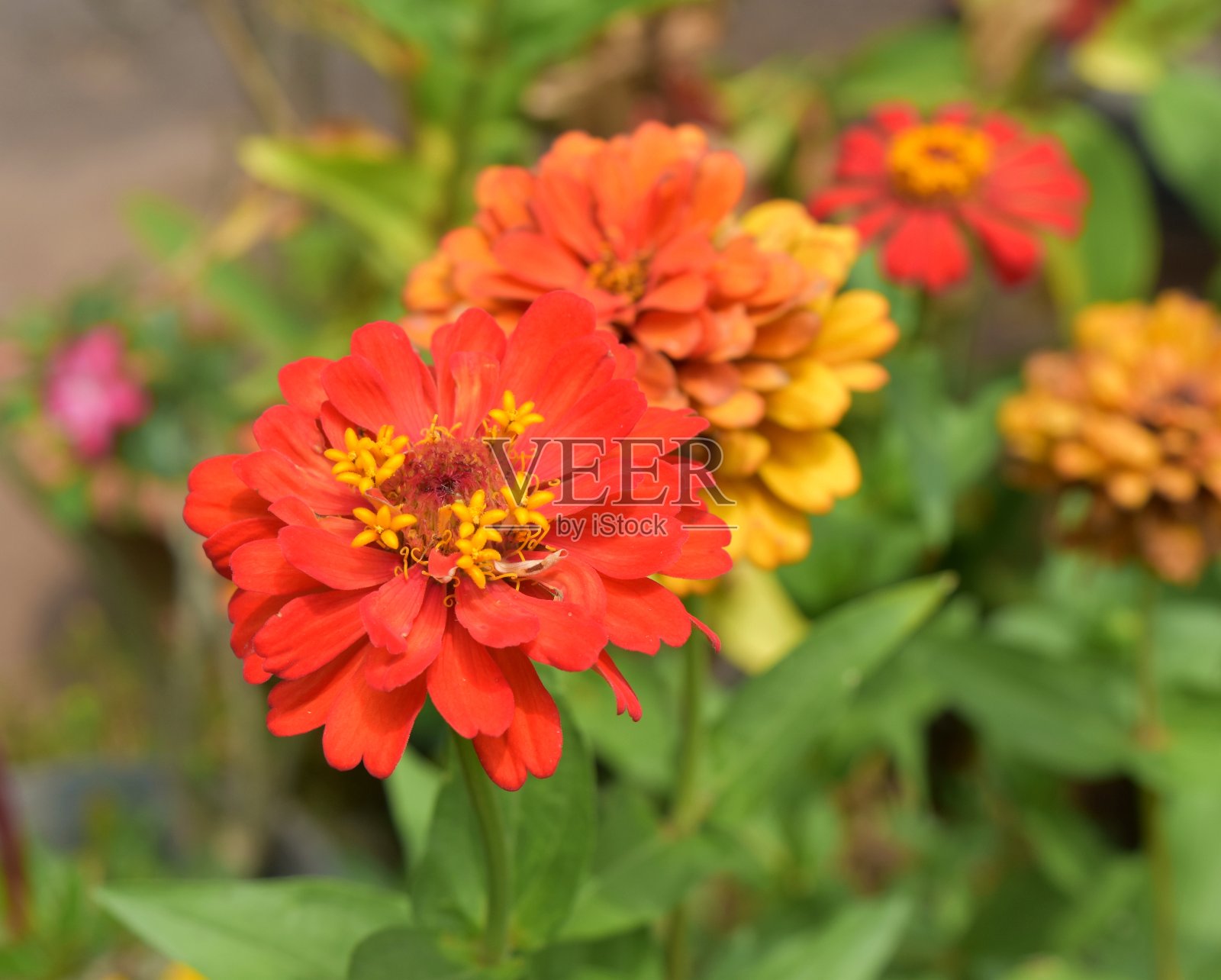 百日草:绽放的橙色花朵,自然绿色背景照片摄影图片