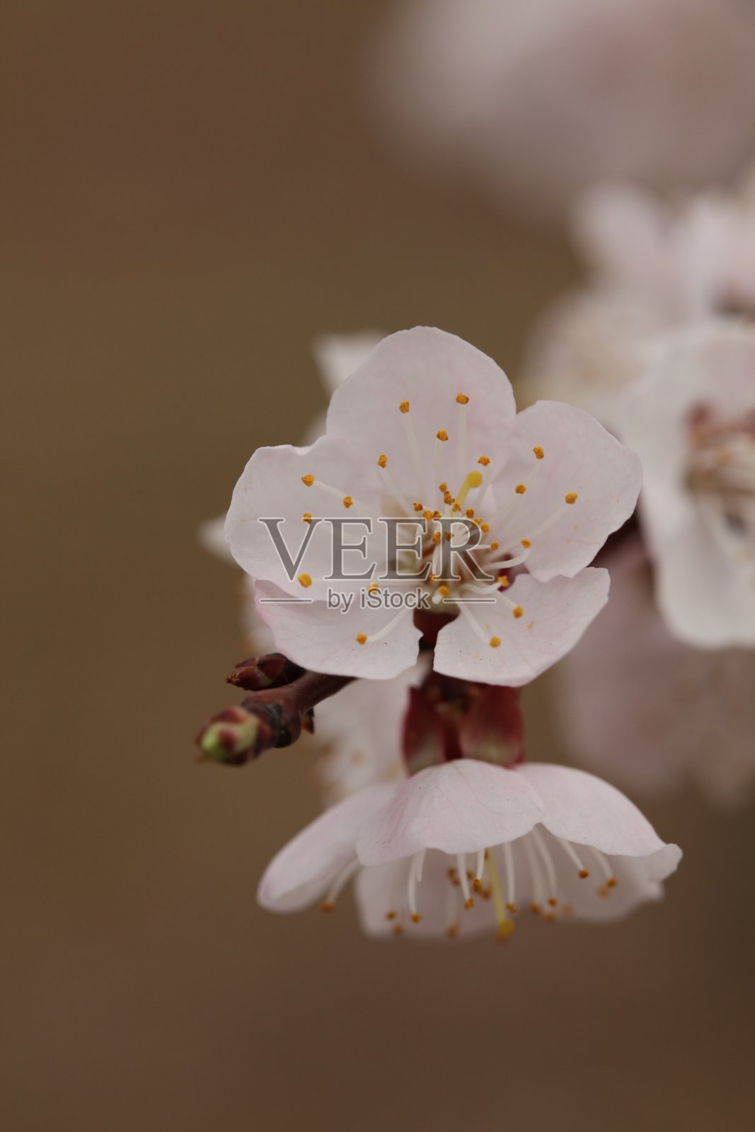 杏照片摄影图片