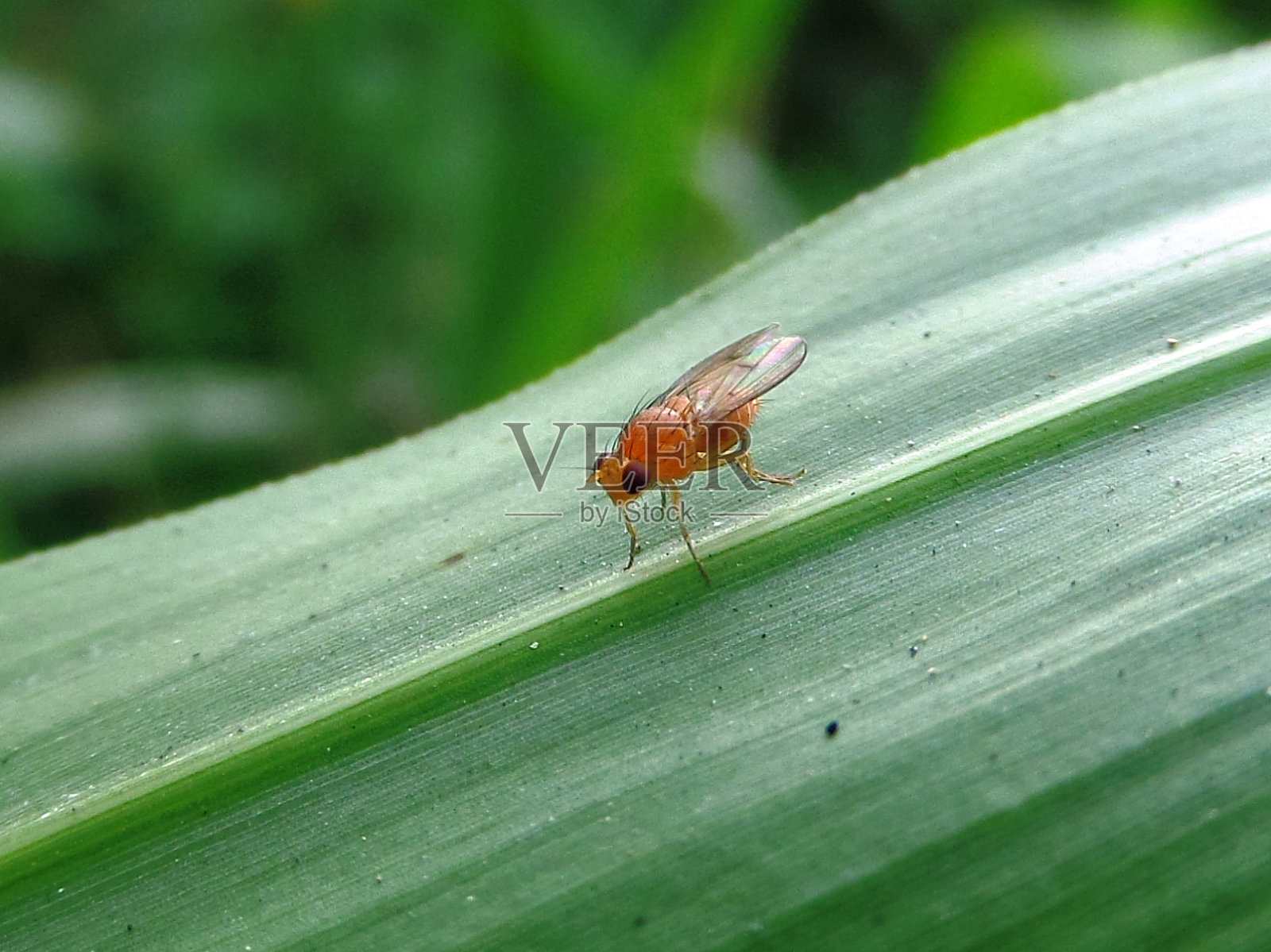 小飞照片摄影图片