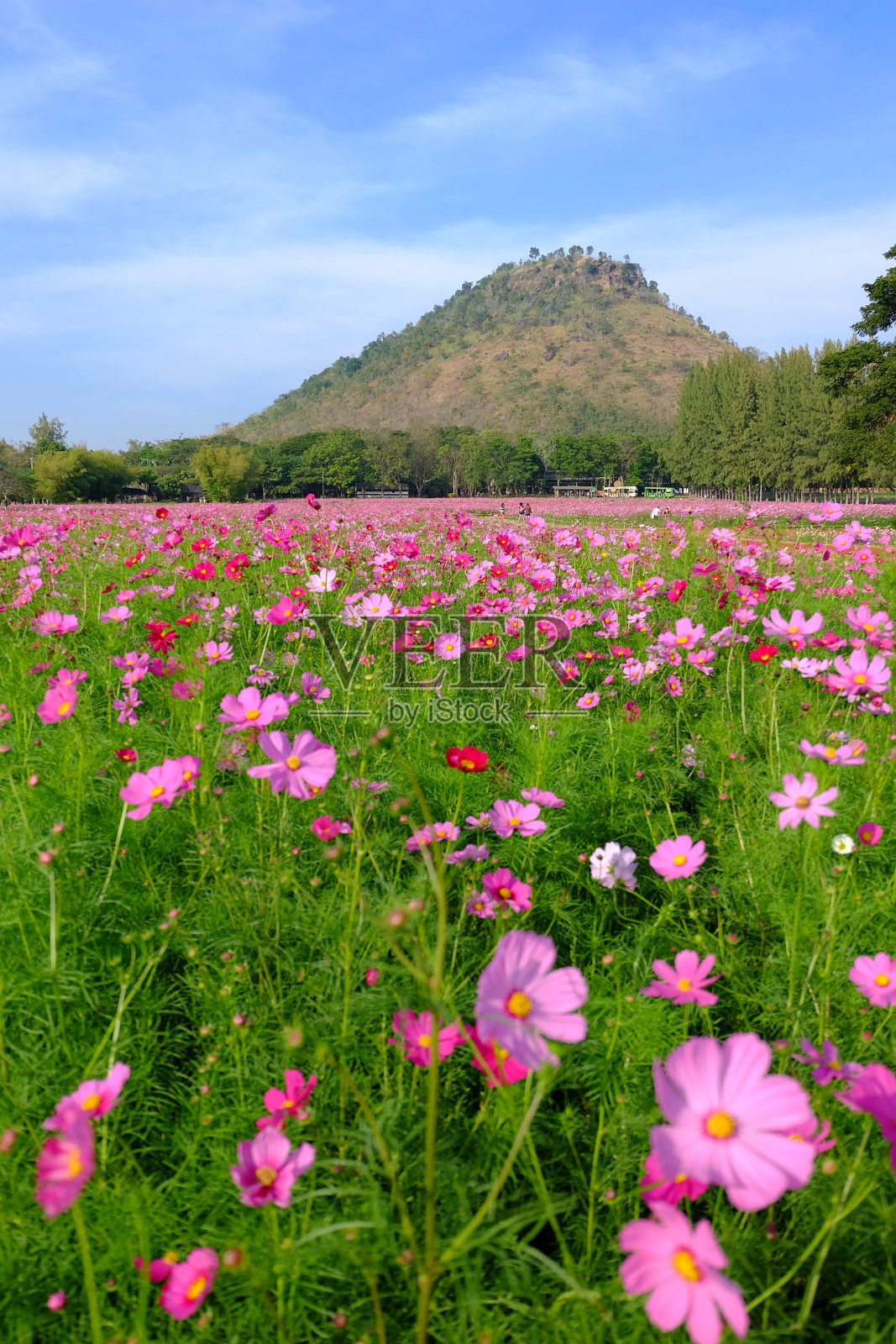宇宙粉色花照片摄影图片