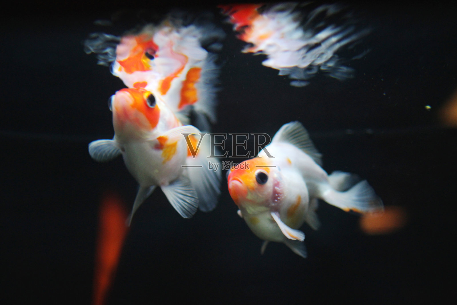 红色和白色的马特照片摄影图片