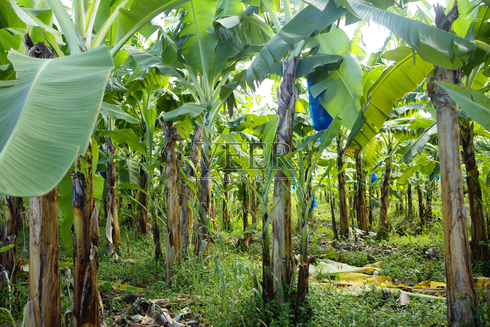 加勒比地区。圣卢西亚岛照片摄影图片