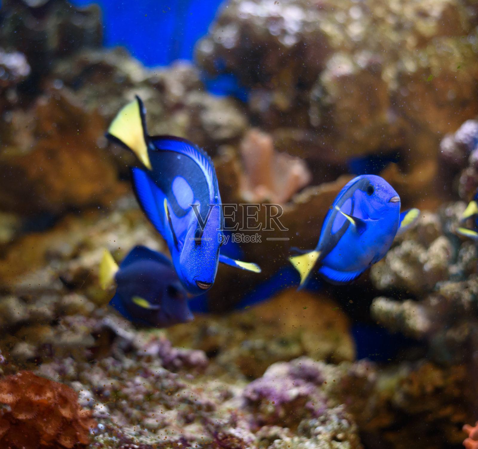 蓝塘鱼热带鱼照片摄影图片