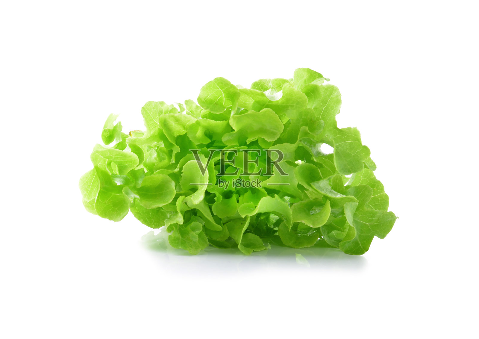 白底生菜照片摄影图片