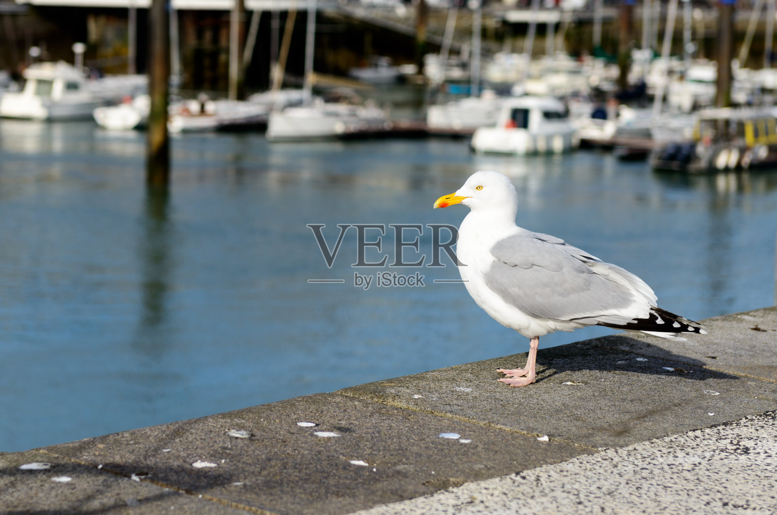 海鸥照片摄影图片