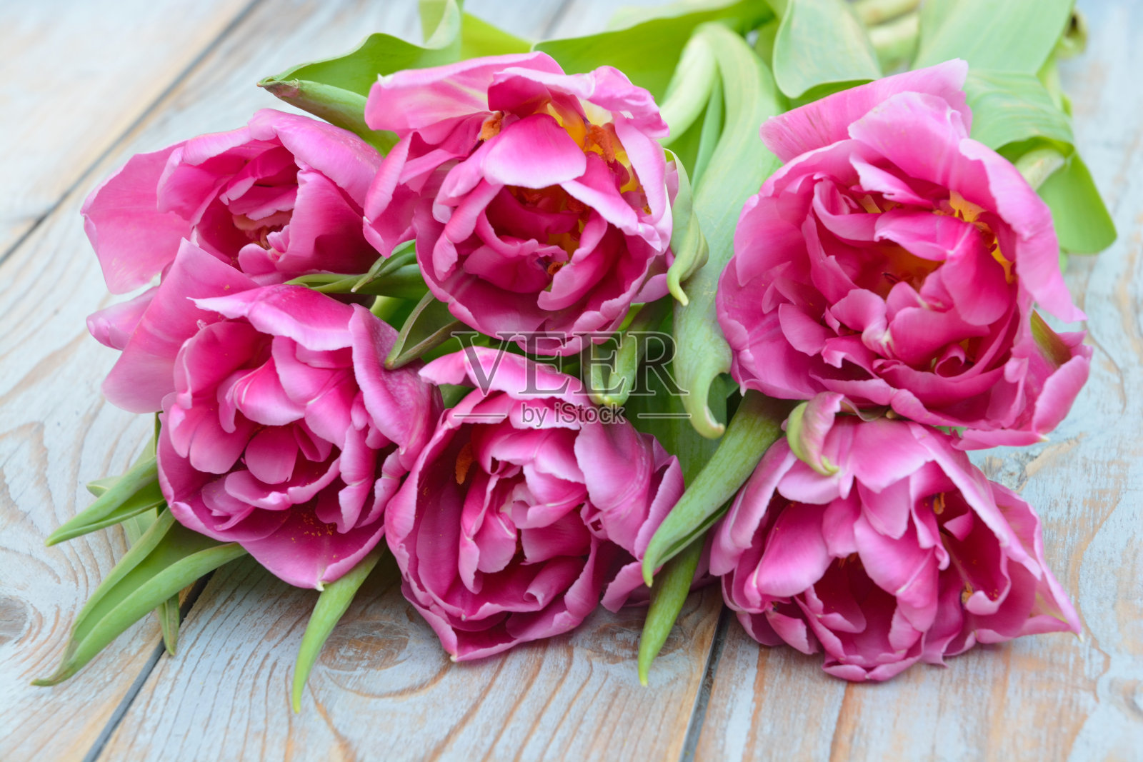 近距离看一束粉红色的郁金香在旧的打结的木头上照片摄影图片