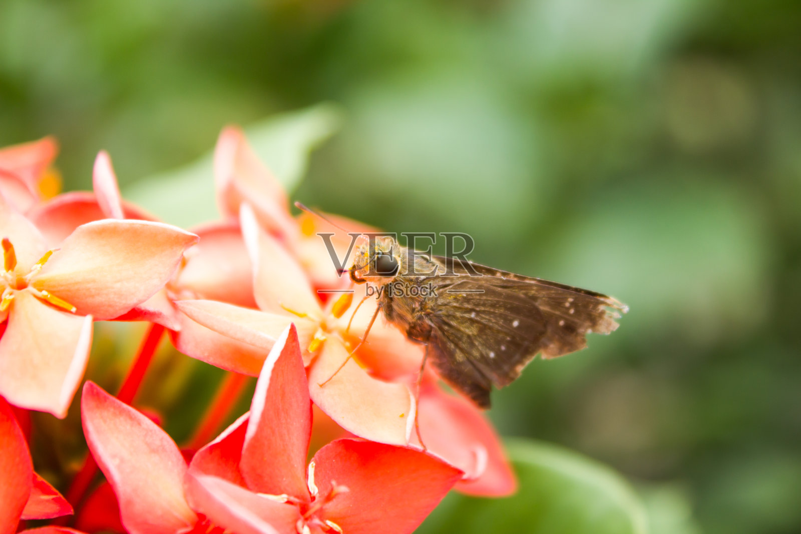 蝴蝶以花为食。照片摄影图片