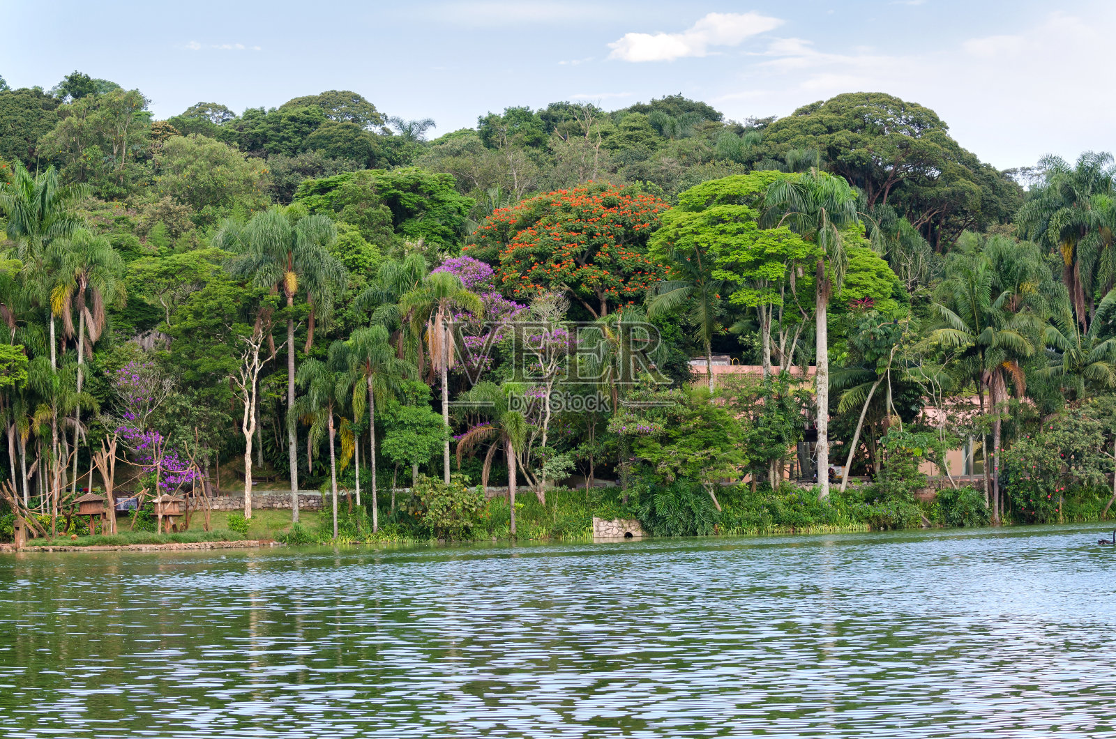 巴西的森林照片摄影图片