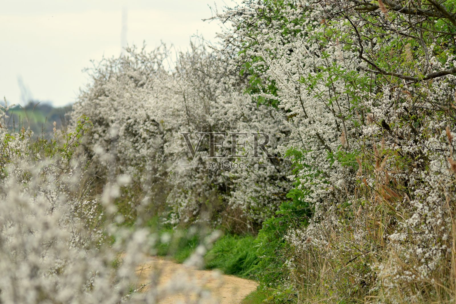 初春花开了照片摄影图片