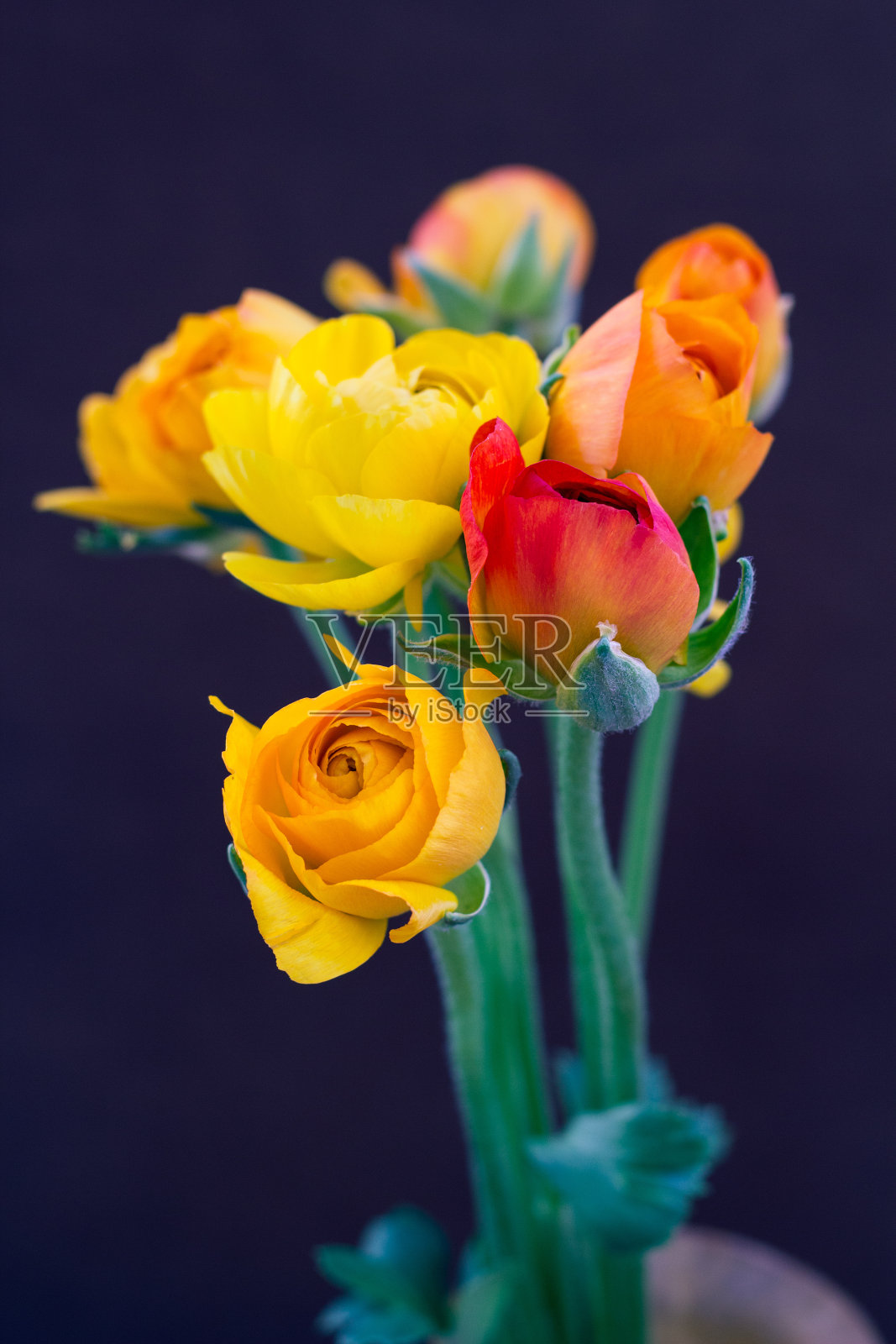 木质表面上的黄色玫瑰花束照片摄影图片