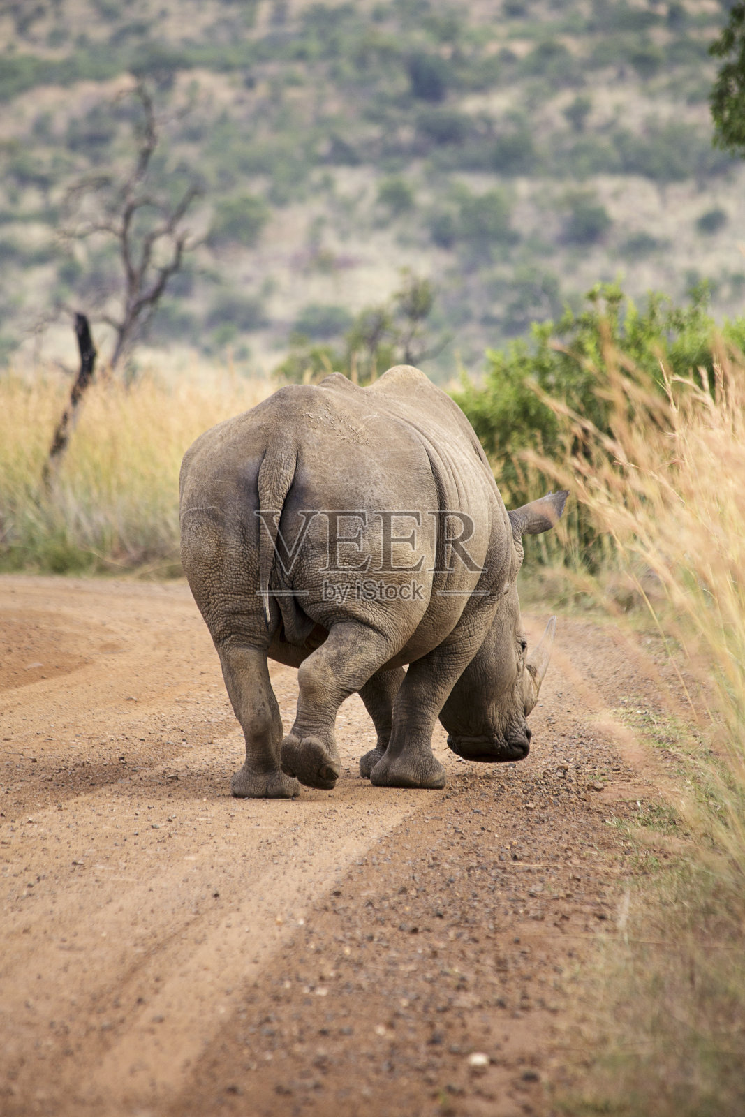 非洲野生动物园里的犀牛照片摄影图片
