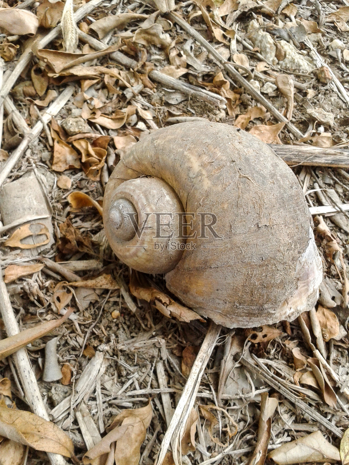 引导applesnail照片摄影图片