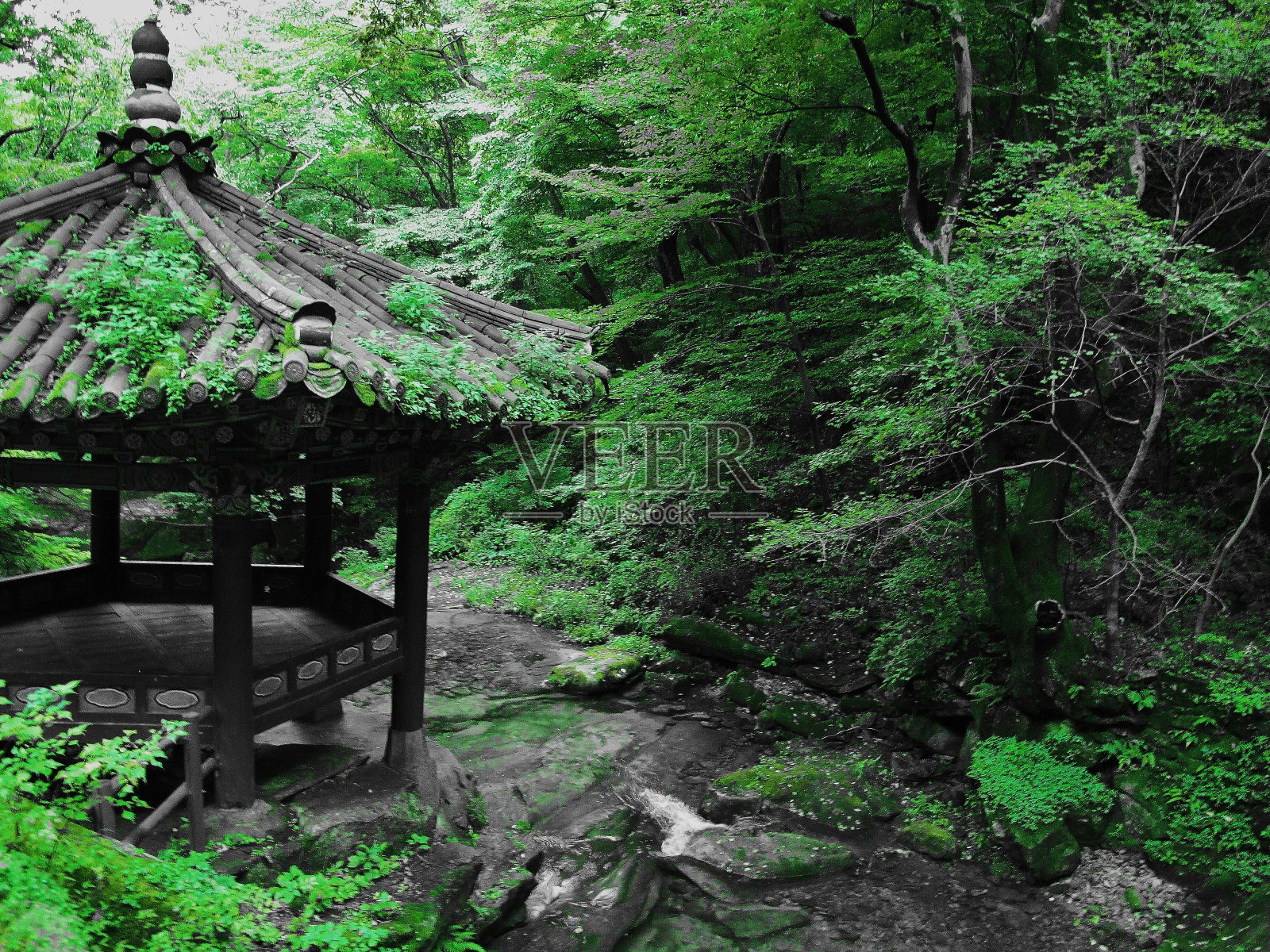 在树林中折断照片摄影图片