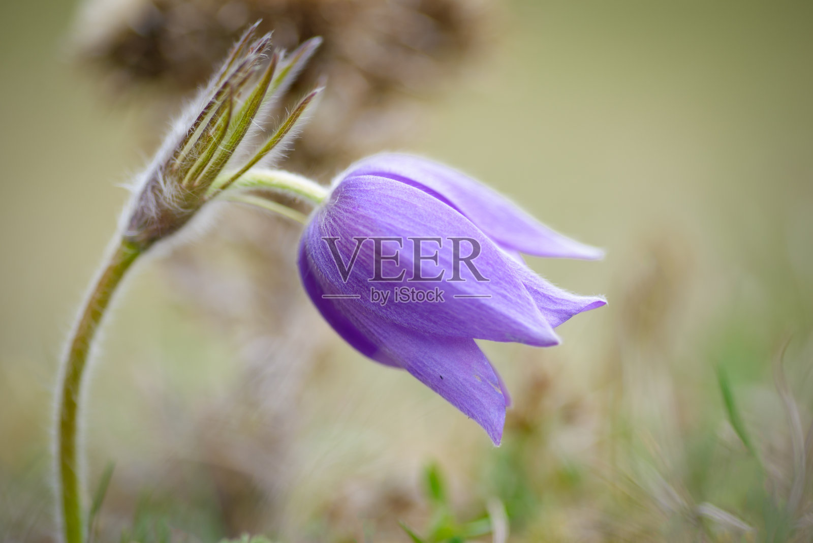 山白头翁花(白头翁)开了照片摄影图片