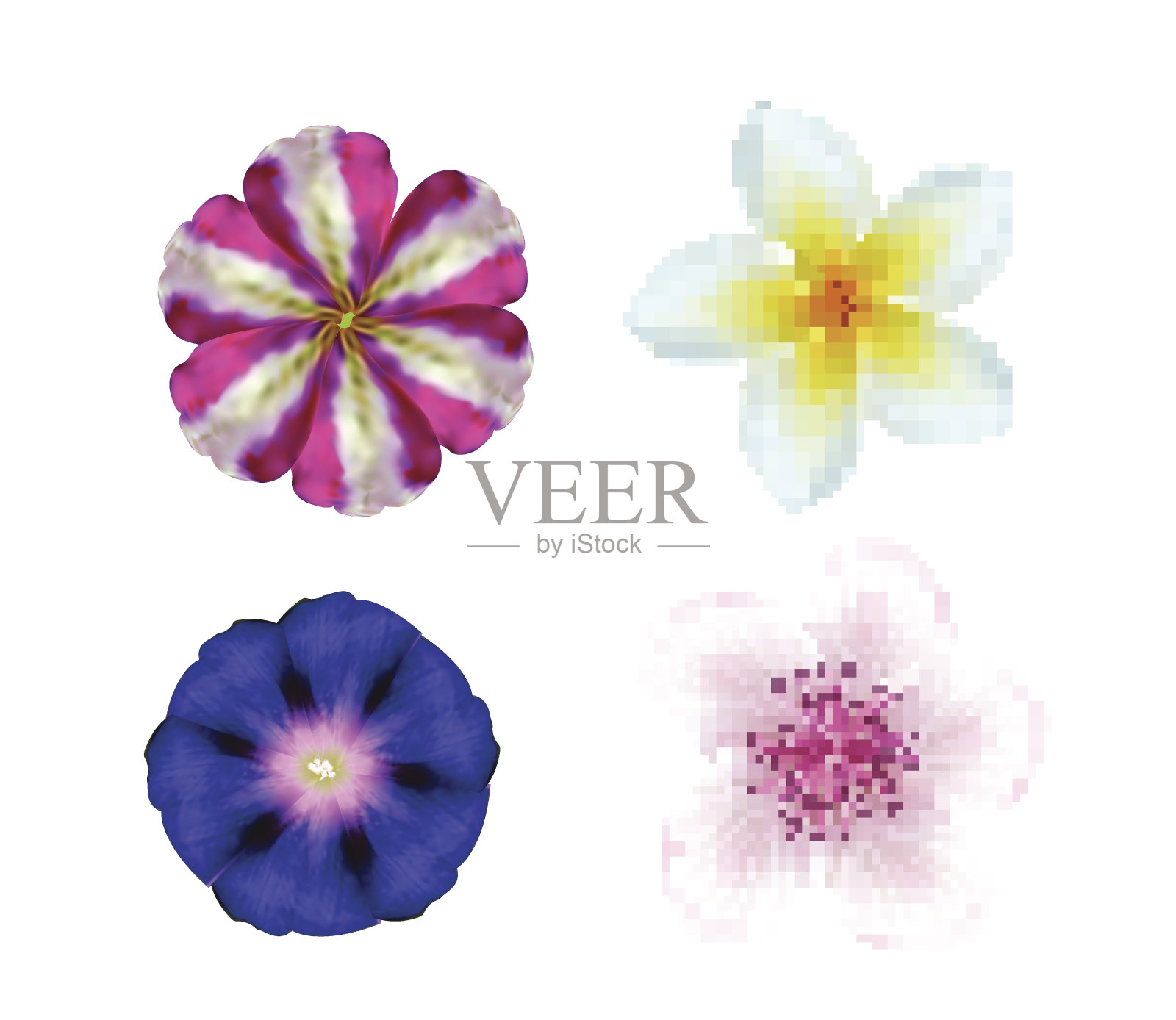 一套逼真的花,第一部分。插画图片素材