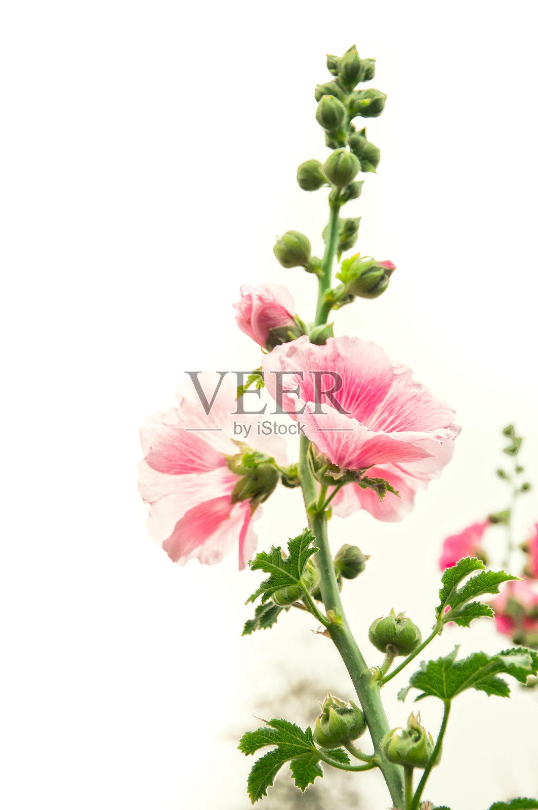 蜀葵花照片摄影图片