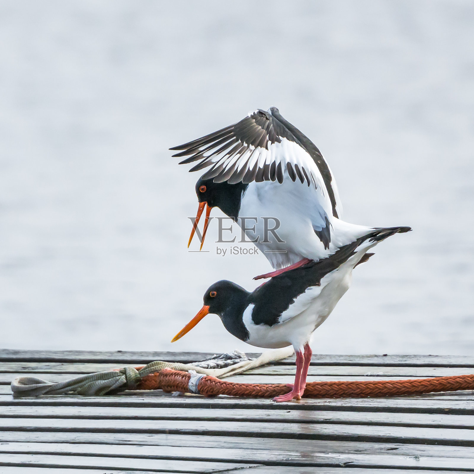 蛎鹬照片摄影图片