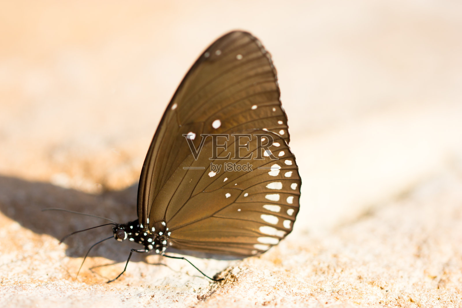 普通印度斑蝶(欧洲斑蝶)。照片摄影图片