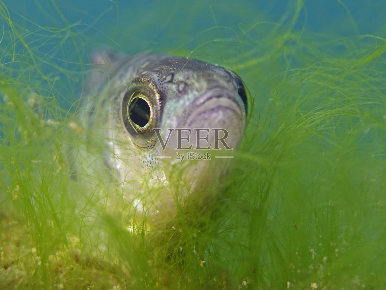 溪流鲈鱼照片摄影图片