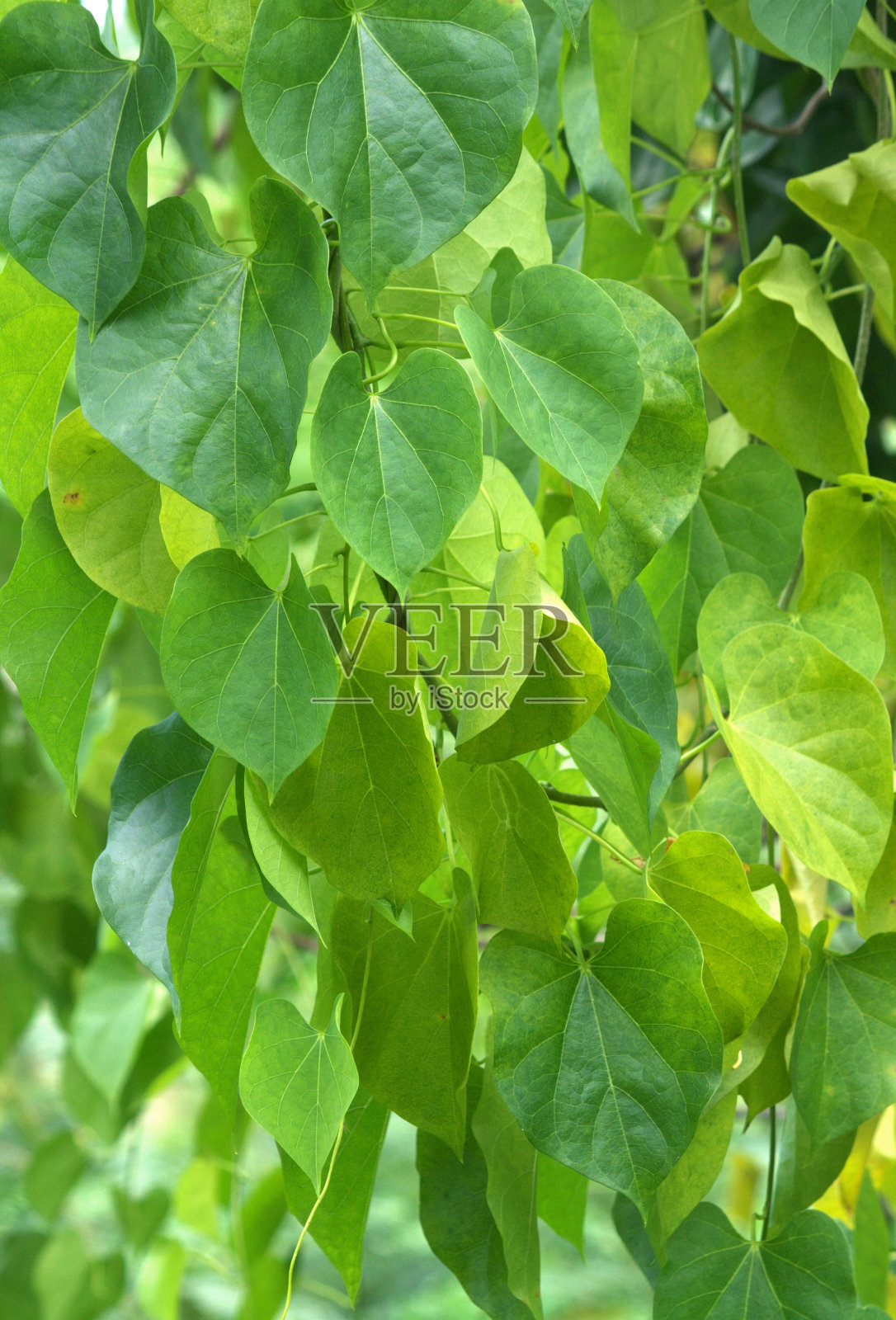 绿叶背景照片摄影图片