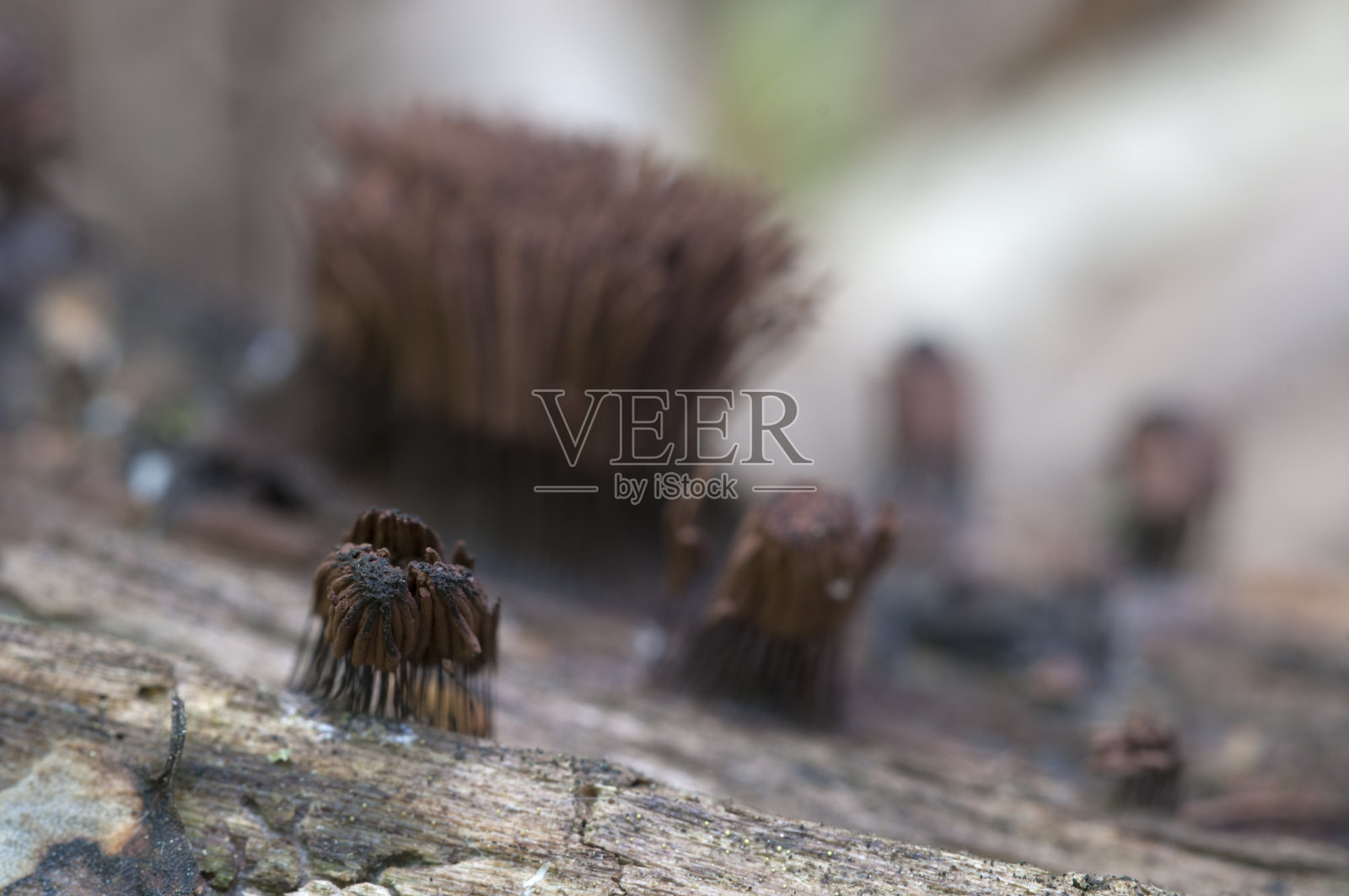 一棵倒下的老树上的黑褐色Stemonitis fusca照片摄影图片