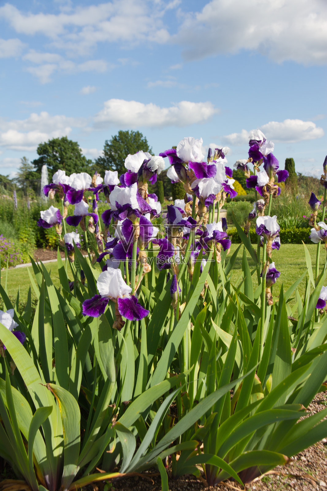 高须旗鸢尾照片摄影图片