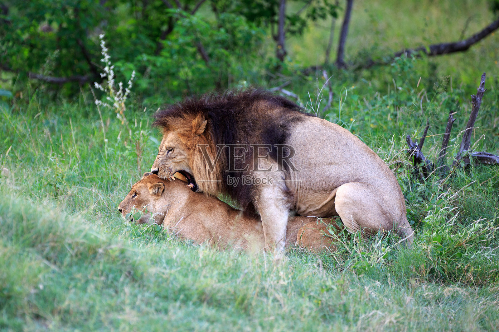 勒文照片摄影图片