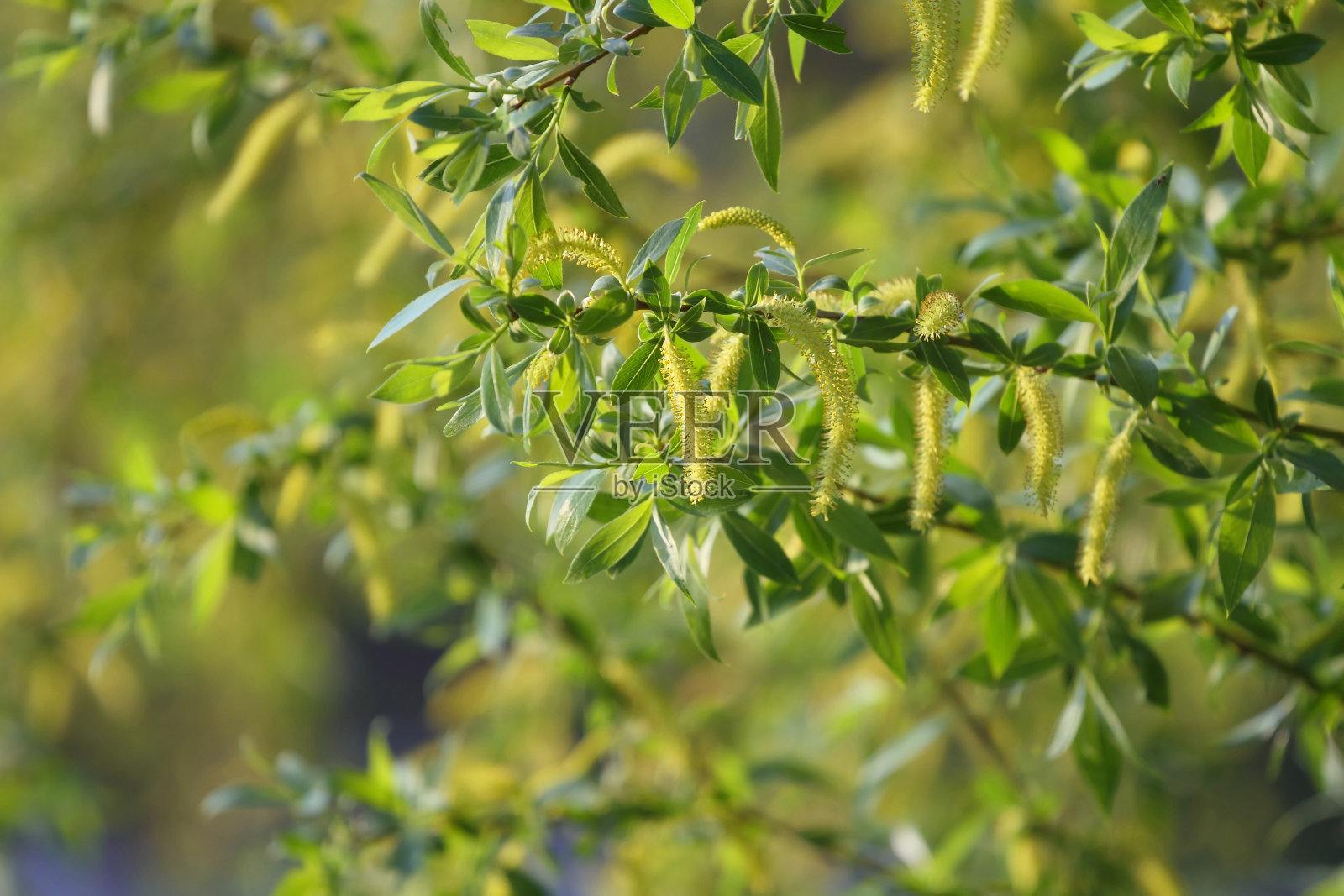 盛开的柳枝照片摄影图片