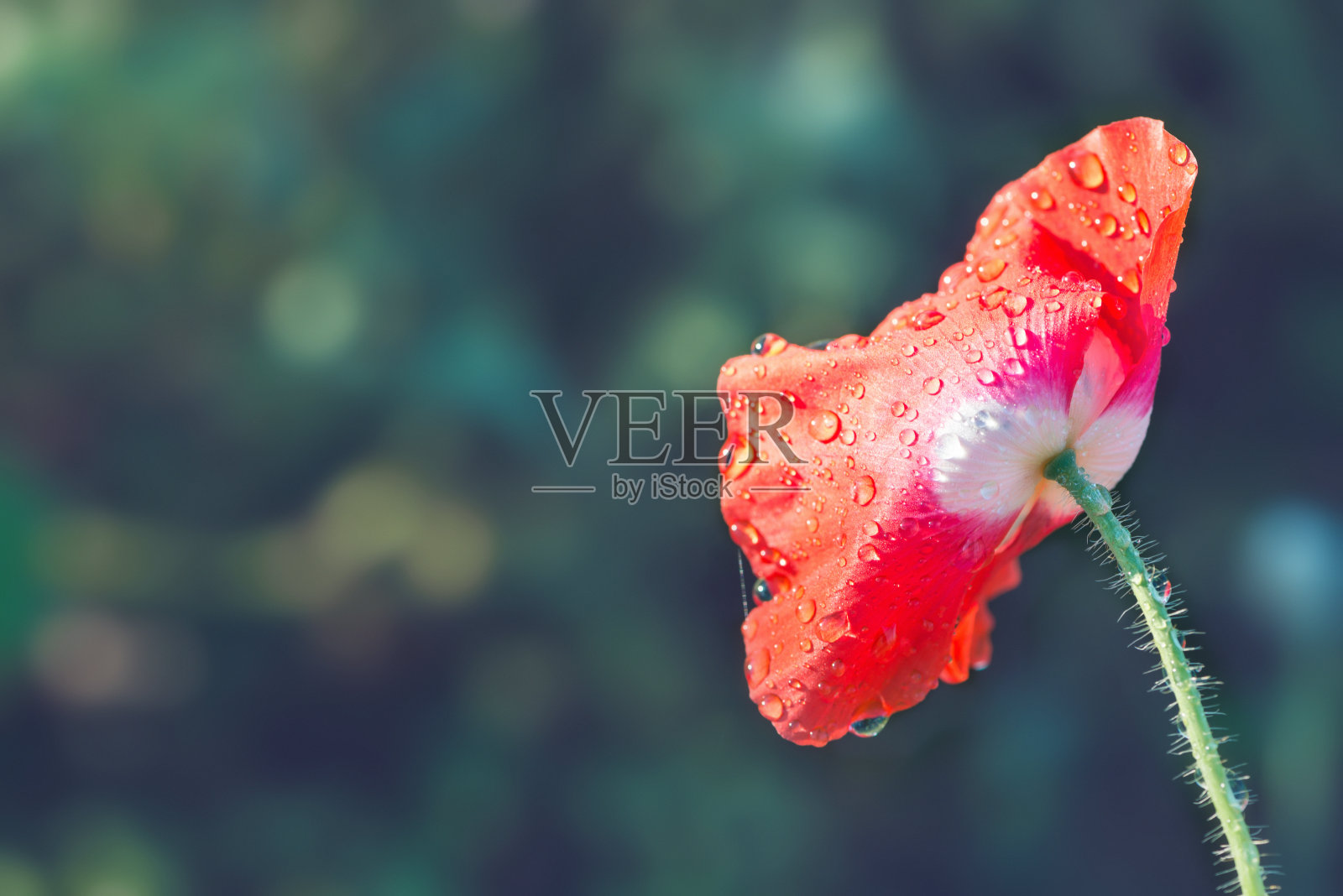 背景花罂粟粉照片摄影图片